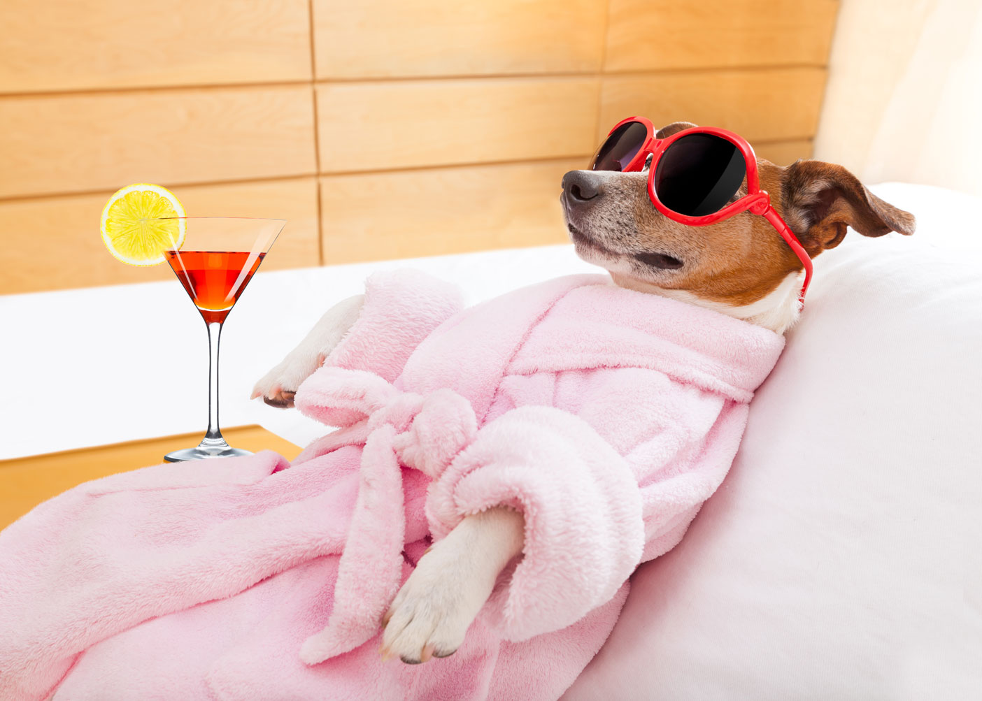 Jack Russel chillin in a spa with a cocktail